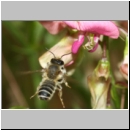 Megachile ericetorum - Heide-Blattschneiderbiene m11a 11mm.jpg